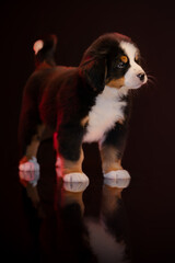 Bernese mountain dog puppy