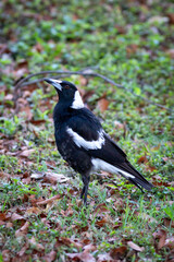 Australian Magpie