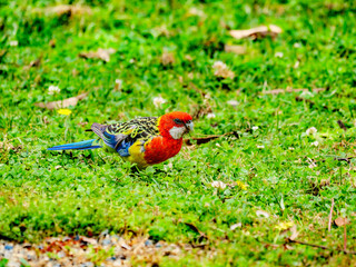 Eastern Rosella Feeding
