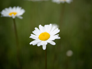 flor blanca con fondo desenfocado