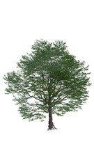 Obraz premium Isolated tree on a transparent background. Single tree isolated on a white background.