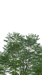 Fototapeta premium Isolated tree on a transparent background. Single tree isolated on a white background.