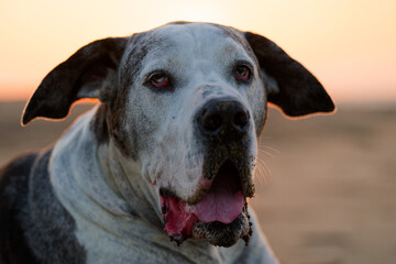 Great Dane at the beach for sunset