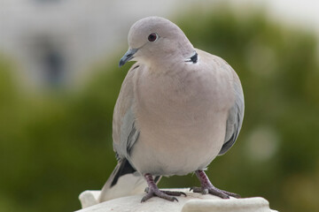 Peaceful Eurasian Collared-dove