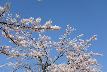 春の青空ときれいな桜の花、入学式や卒業式に