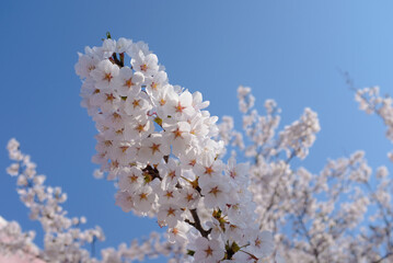 青空を背景に桜の花が咲く春の晴天の日入学式や卒業式に