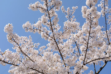 春の青空ときれいな桜の花、入学式や卒業式に