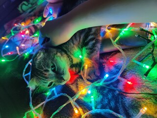 Cat and garland