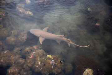 Lemon shark in under the water in Tahiti 