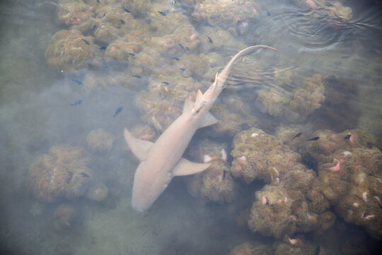 Lemon shark in under the water in Tahiti 