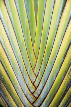 Textured palm tree pattern green in Tahiti tropical island