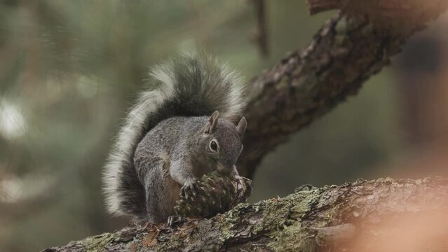 An Arizona Gray Squirrel strips pine nuts from a cone as it sits on a safe perch high on a pine branch in the forest of Madera Canyon Arizona.