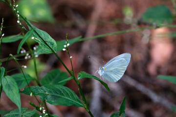 草の葉に止まって休む1頭のモンシロチョウ