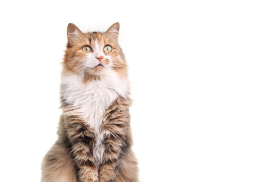 Isolated calico cat looking up with intense eyes. Cute curious long hair kitty cat waiting for food or watching something. Female calico or torbie cat. White background. Selective focus.