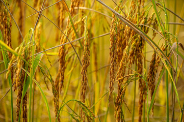 selective focus golden yellow ear of rice growing in autumn in paddy field