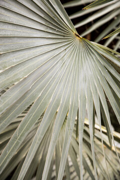 Artistic textured patterns of green palm tree leaves and agave plants 