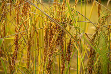 Fototapeta premium selective focus golden yellow ear of rice growing in autumn in paddy field
