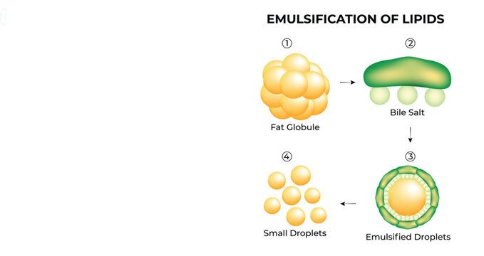 Emulsification of Lipids Science Design Vector Illustration
