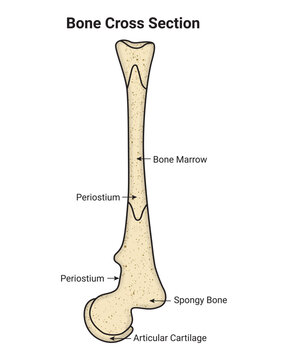 Bone Cross Section Science Design Vector Illustration Diagram