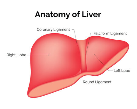 Anatomy of Liver Science Design Vector Illustration Diagram