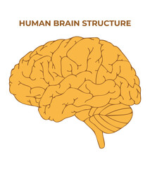 Human Brain Structure Science Design Vector Illustration Diagram