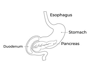 Esophagus Stomach Pancreas Science Design Vector Illustration