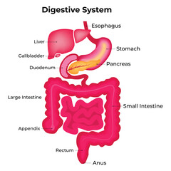 Digestive System Medical Illustration Design
