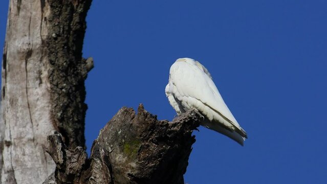 Australian adult Little Corella -Cacatua sanguinea- perched old tree preening sunlight blue sky
