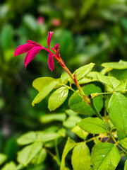 red and green leaves