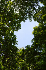 Fototapeta premium green leaves in the forest