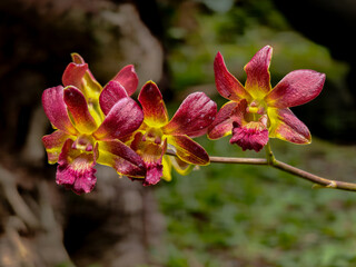 pink and white orchid