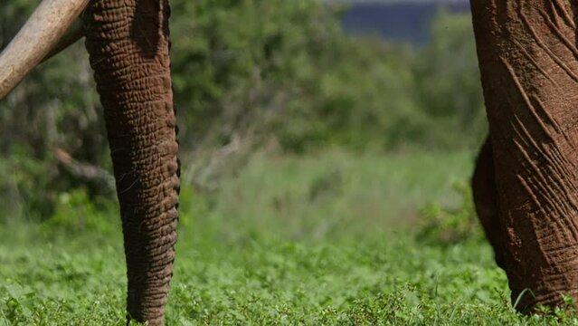 Close up tilt of an african elephant's (Loxodonta africana) trunk as it loosens vegetation to feed on it during the morning in Africa.