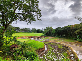 Tropical rice field in cloudy weather conditions