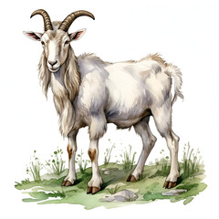 mountain goat on a white background