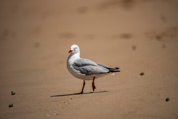 seagull on the beach