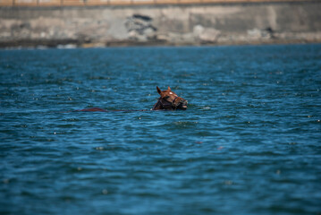 man swimming race horse at the beach