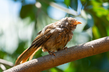 Yellow billed babbler