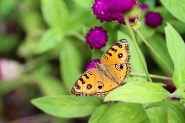 Obraz premium Colorful brown black butterfly drinking nectar on purple gomphrena globosa( Bachelor Button) flower blooming green leaf background
