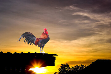 Rooster standing on silhouette roof house scenic view with sunrise in summer morning sky dawn...