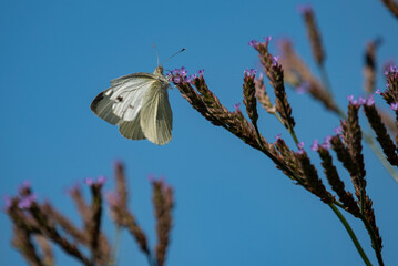white butterfly on a purple flower with blue sky background