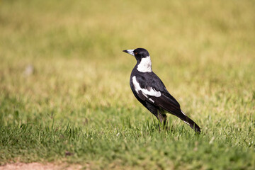 Obraz premium portrait of a magpie