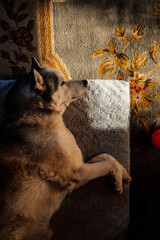 siberian husky dog with injured leg laying on dog bed with orange ball