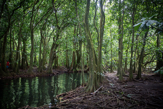 A tropical green mangrove forrest in Tahiti 