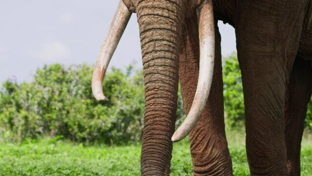 Close up of an african elephant's (Loxodonta africana) tusks and trunk while it is grazing during the morning in Africa.