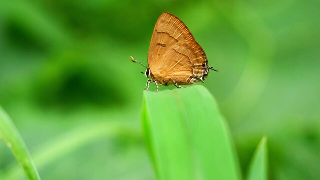 Copper Flash butterfly ( Rapala pheretima petosiris ) on leaf with natural green background, Brown stripes and lines on the orange wings of a tropical insect in Thailand