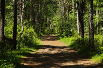 In the remote Siberian taiga near Lake Baikal.