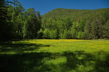 In the remote Siberian taiga near Lake Baikal.