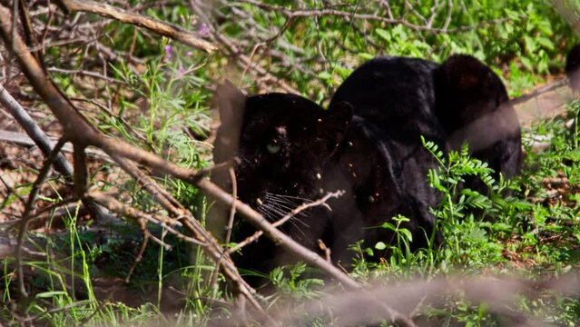 Wide shot of a black leopard (Panthera pardus) resting under bushes during the morning in Africa.