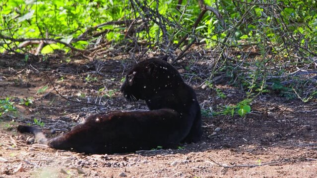 Long lens of a black leopard (Panthera pardus) laying under the shade of a thorny bush during the morning in Africa.