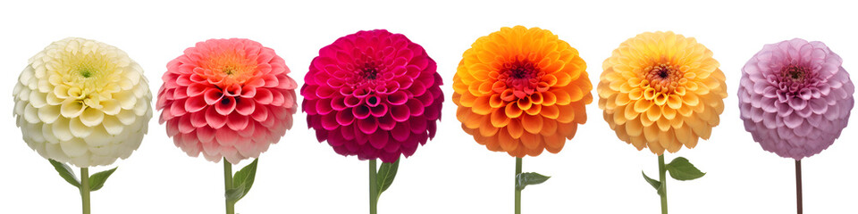 row of dahlia flowers banner isolated on transparent background - floral design element PNG cutout